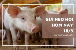 Giá heo hơi hôm nay 18/3 tăng trên diện rộng, miền Nam lập đỉnh 67.000 đồng/kg