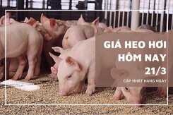 Giá heo hơi hôm nay 21/3 tăng nhẹ tại nhiều địa phương, miền Nam xuất hiện mức 69.000 đồng/kg