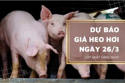 Dự báo giá heo hơi ngày mai 26/3: Miền Bắc có thể tiếp đà giảm nhẹ