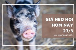 Giá heo hơi hôm nay 27/3 tiếp tục giảm nhẹ tại miền Bắc, cả nước dao động 63.000 - 69.000 đồng/kg