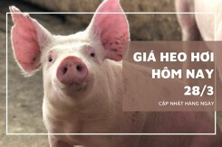 Giá heo hơi hôm nay 28/3 miền Bắc tiếp tục giảm, miền Trung có nơi xuống 62.000 đồng/kg