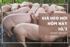 Giá heo hơi hôm nay 30/3 tiếp tục giảm, miền Trung có nơi còn 61.000 đồng/kg