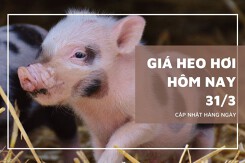 Giá heo hơi hôm nay 31/3 tiếp đà trượt dài trên cả nước, cao nhất 69.000 đồng/kg