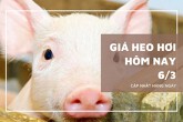 Giá heo hơi hôm nay 6/3 nhiều địa phương tiếp tục giảm, miền Bắc có nơi xuống 62.000 đồng/kg