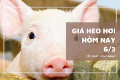 Giá heo hơi hôm nay 6/3 nhiều địa phương tiếp tục giảm, miền Bắc có nơi xuống 62.000 đồng/kg