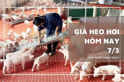 Giá heo hơi hôm nay 7/3 tiếp tục giảm rải rác, miền Bắc lùi sát mốc 60.000 đồng/kg