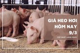 Giá heo hơi hôm nay 9/3 thị trường vẫn đang trên đà giảm, giá cao nhất 68.000 đồng/kg