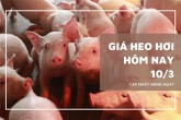 Giá heo hơi hôm nay 10/3 tiếp tục giảm tại nhiều địa phương, miền Nam giữ mức cao nhất 68.000 đồng/kg