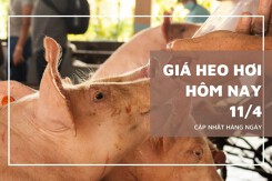 Giá heo hơi hôm nay 11/4 giảm 1.000 đồng/kg tại nhiều nơi ở miền Bắc và miền Trung