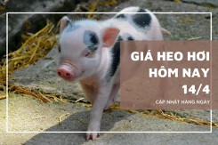 Giá heo hơi hôm nay 14/4 giảm nhẹ tại miền Bắc, miền Trung xuất hiện điểm tăng, miền Nam đi ngang