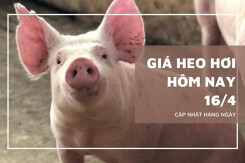 Giá heo hơi hôm nay 16/4 tăng nhẹ tại miền Nam, giao dịch ở mức 63.000 - 69.000 đồng/kg