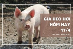 Giá heo hơi hôm nay 17/4 đi ngang trên cả ba miền, miền Nam giữ đỉnh 69.000 đồng/kg