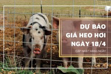 Dự báo giá heo hơi ngày mai 18/4: Có thể sẽ tiếp tục lặng sóng trên cả ba miền