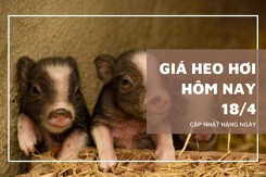 Giá heo hơi hôm nay 18/4 tăng nhẹ tại một số địa phương miền Bắc, cao nhất 69.000 đồng/kg