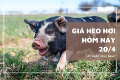 Giá heo hơi hôm nay 20/4 tăng nhẹ 1.000 đồng/kg tại miền Trung