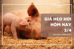 Giá heo hơi hôm nay 3/4 tiếp đà tăng tại miền Bắc và miền Trung, đi ngang ở miền Nam