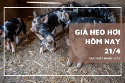 Dự báo giá heo hơi ngày mai 21/4: Thị trường sẽ chững lại