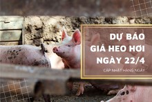 Dự báo giá heo hơi ngày mai 22/4: Sẽ tiếp tục đi ngang