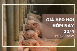 Giá heo hơi hôm nay 22/4 tiếp tục đi ngang trên cả nước, giao dịch trong khoảng 63.000 - 69.000 đồng/kg