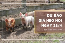 Dự báo giá heo hơi ngày mai 23/4: Sẽ tiếp đà đi ngang