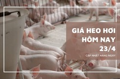 Giá heo hơi hôm nay 23/4 tăng nhẹ 1.000 đồng/kg tại Cần Thơ, nhiều nơi tiếp tục đi ngang