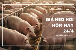 Giá heo hơi hôm nay 24/4 tăng 1.000 đồng/kg tại Quảng Ninh và An Giang