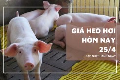 Giá heo hơi hôm nay 25/4 Lai Châu và Cần Thơ nhích nhẹ 1.000 đồng/kg, các địa phương còn lại đi ngang