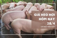 Giá heo hơi hôm nay 28/4 Nghệ An tăng 1.000 đồng/kg, thị trường duy trì ổn định tại nhiều địa phương