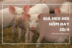 Giá heo hơi hôm nay 30/4 tiếp tục đi ngang, nhiều địa phương duy trì mốc 69.000 đồng/kg