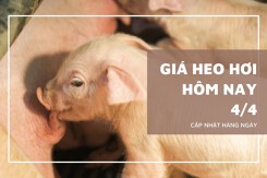 Giá heo hơi hôm nay 4/4 tiếp đà đi lên, miền Nam tăng 1.000 đồng/kg tại nhiều nơi