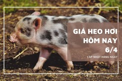 Giá heo hơi hôm nay 6/4 tăng nhẹ tại miền Bắc và miền Trung, cao nhất 68.000 đồng/kg