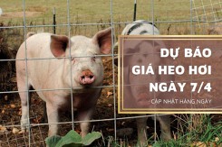 Dự báo giá heo hơi ngày mai 7/4: Có thể nhích tăng tại một vài địa phương