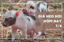 Giá heo hơi hôm nay 7/4 tăng nhẹ tại miền Trung và miền Nam, xuất hiện mốc 69.000 đồng/kg