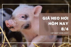 Giá heo hơi hôm nay 8/4 tăng đến 2.000 đồng/kg tại miền Trung, mức cao nhất 69.000 đồng/kg