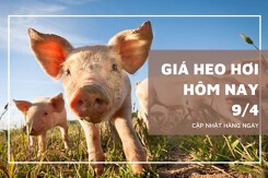 Giá heo hơi hôm nay 9/4 tạm chững lại trên cả nước, miền Nam giữ đỉnh 69.000 đồng/kg
