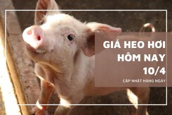 Giá heo hơi hôm nay 10/4 duy trì đà đi ngang, mức cao nhất 69.000 đồng/kg