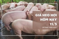 Giá heo hơi hôm nay 11/5 tiếp tục tăng tại miền Bắc, nhiều địa phương chạm mốc 69.000 đồng/kg