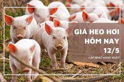 Giá heo hơi hôm nay 12/5 biến động trái chiều, Đồng Tháp giảm 1.000 đồng/kg