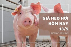 Giá heo hơi hôm nay 13/5 miền Bắc và miền Trung tiếp tục tăng nhẹ, Đồng Nai giữ đỉnh 71.000 đồng/kg