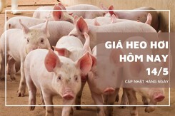 Giá heo hơi hôm nay 14/5 lặng sóng trên cả nước, mức cao nhất 71.000 đồng/kg
