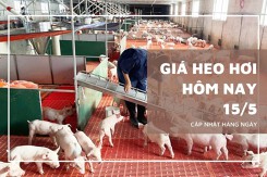 Giá heo hơi hôm nay 15/5 tiếp tục đi ngang, Đồng Nai giữ đỉnh 71.000 đồng/kg