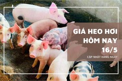 Giá heo hơi hôm nay 16/5 giữ đà đi ngang, giao dịch trong khoảng 66.000 - 71.000 đồng/kg