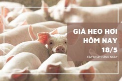 Giá heo hơi hôm nay 18/5 Đồng Nai giảm 1.000 đồng/kg, thị trường nhiều nơi đi ngang