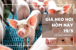 Giá heo hơi hôm nay 19/5 nhiều tỉnh miền Nam giảm 1.000 đồng/kg, mức cao nhất 70.000 đồng/kg
