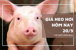 Giá heo hơi hôm nay 20/5 Bắc Ninh, Hà Nội và TP HCM giảm 1.000 đồng/kg