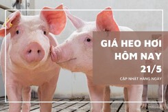 Giá heo hơi hôm nay 21/5 tăng trở lại, Hưng Yên chạm mốc 70.000 đồng/kg