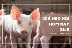 Giá heo hơi hôm nay 25/5 đi ngang trên cả nước, giao dịch mức 67.000 - 70.000 đồng/kg