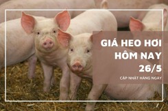 Giá heo hơi hôm nay 26/5 tăng nhẹ tại Bắc Ninh và Khánh Hòa, Hưng Yên giữ đỉnh 70.000 đồng/kg