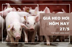 Giá heo hơi hôm nay 27/5 giảm nhẹ tại nhiều địa phương miền Trung và miền Nam, Đồng Nai mất mốc 70.000 đồng/kg
