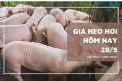 Giá heo hơi hôm nay 28/5 giảm nhẹ tại nhiều địa phương, miền Bắc mất mốc 70.000 đồng/kg